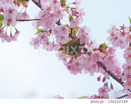 桜とメジロ 桜とメジロ 138102384