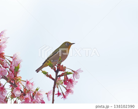 桜とメジロ 138102390