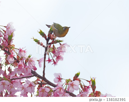 桜とメジロ 桜とメジロ 138102391