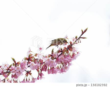 桜とメジロ 桜とメジロ 138102392