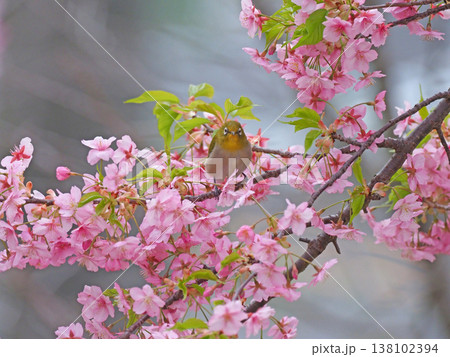 桜とメジロ 桜とメジロ 138102394