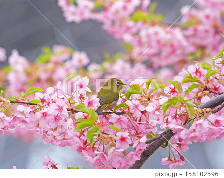 桜とメジロ 桜とメジロ 138102396