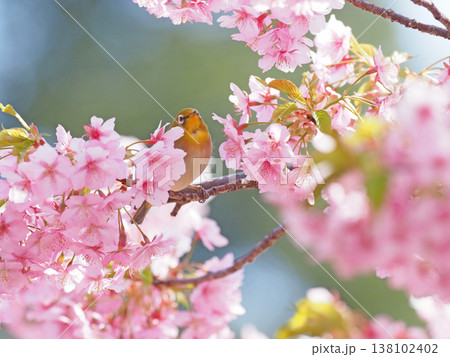 桜とメジロ 138102402