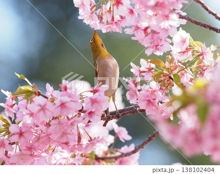 桜とメジロ 138102404