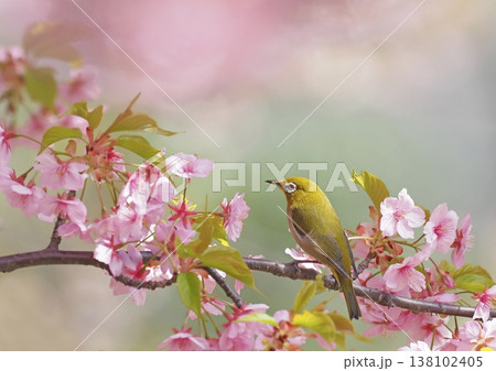 桜とメジロ 138102405
