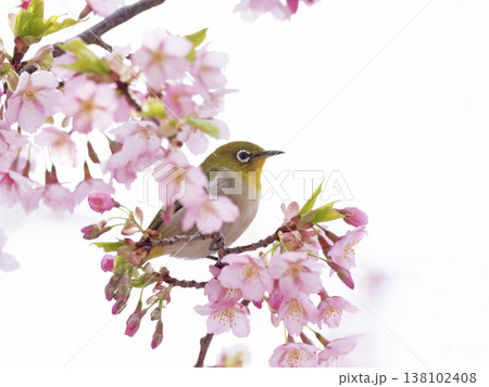 桜とメジロ 桜とメジロ 138102408