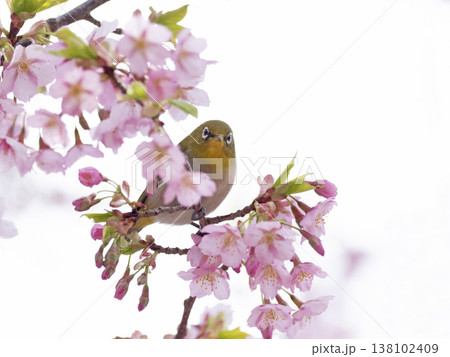 桜とメジロ 138102409
