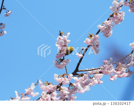 桜とメジロ 138102417