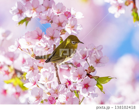 桜とメジロ 138102418