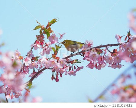 桜とメジロ 桜とメジロ 138102432