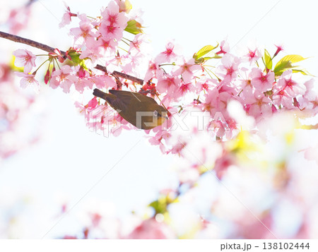 桜とメジロ 桜とメジロ 138102444