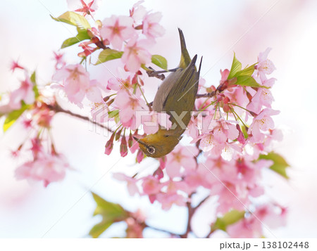 桜とメジロ 桜とメジロ 138102448