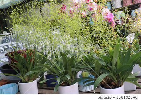 Dancing-lady Orchid flower plant on pot in farm 138102546