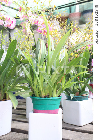Dancing-lady Orchid flower plant on pot in farm 138102548