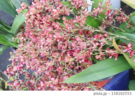 Dancing-lady Orchid flower plant on pot in farm 138102553
