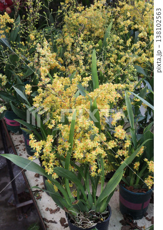 Dancing-lady Orchid flower plant on pot in farm Dancing-lady Orchid flower plant on pot in farm 138102563