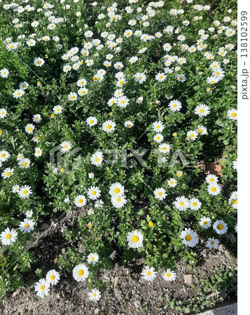 白い花の咲く風景 花壇 白い花の咲く風景 花壇 138102599