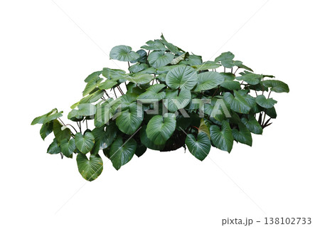 Green leaves of Homalomena plant (Homalomena Rubescens) Green leaves of Homalomena plant (Homalomena Rubescens) 138102733