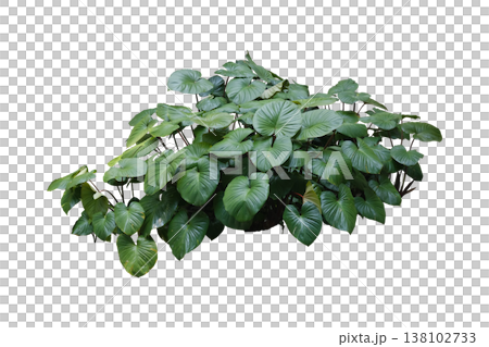 Green leaves of Homalomena plant (Homalomena Rubescens) Green leaves of Homalomena plant (Homalomena Rubescens) 138102733