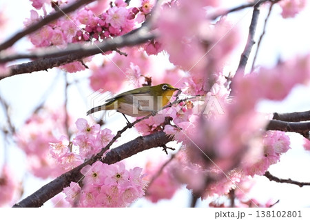 椿寒桜とメジロ 138102801
