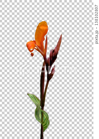 Canna indica or kolaboti flower Canna indica or kolaboti flower 138102807