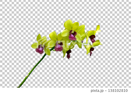 Dendrobium Golden Bells Orchid (yellow) Plant Dendrobium Golden Bells Orchid (yellow) Plant 138102810