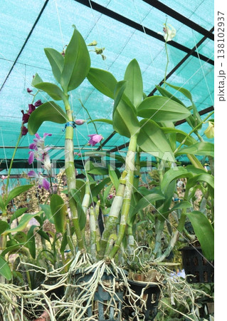 Dendrobium kingianum, pink rock orchid flower plant Dendrobium kingianum, pink rock orchid flower plant 138102937