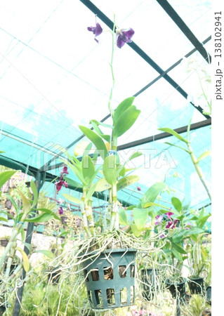 Dendrobium kingianum, pink rock orchid flower plant 138102941