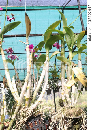 Dendrobium kingianum, pink rock orchid flower plant Dendrobium kingianum, pink rock orchid flower plant 138102945