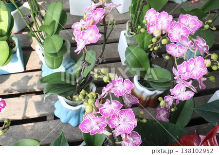 Dendrobium kingianum, pink rock orchid flower plant Dendrobium kingianum, pink rock orchid flower plant 138102952