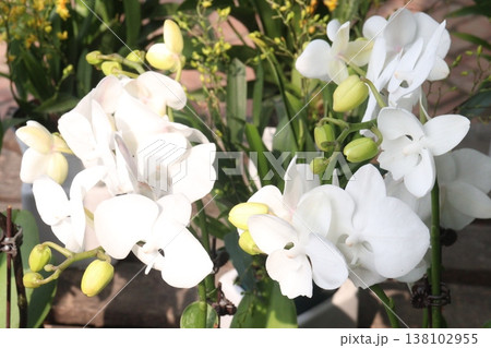 Dendrobium kingianum, pink rock orchid flower plant 138102955