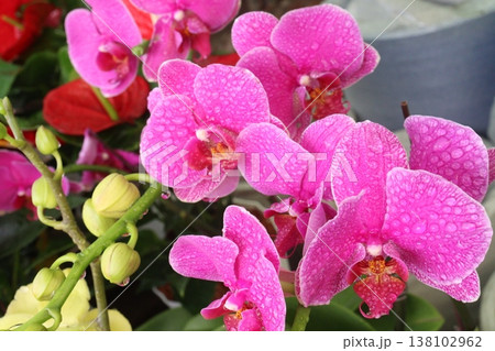 Dendrobium kingianum, pink rock orchid flower plant 138102962