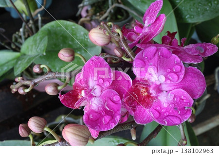 Dendrobium kingianum, pink rock orchid flower plant Dendrobium kingianum, pink rock orchid flower plant 138102963