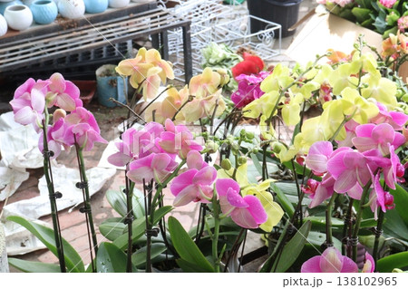 Dendrobium kingianum, pink rock orchid flower plant 138102965