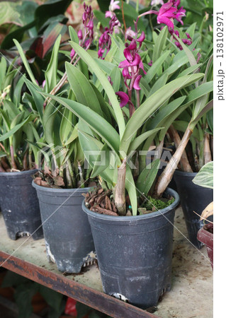 Dendrobium kingianum, pink rock orchid flower plant Dendrobium kingianum, pink rock orchid flower plant 138102971