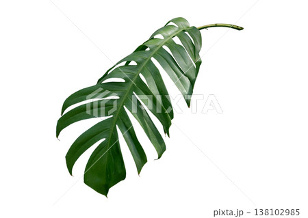 tropical leaf isolated tropical leaf isolated 138102985
