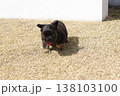 フレンチブルドッグ 138103100