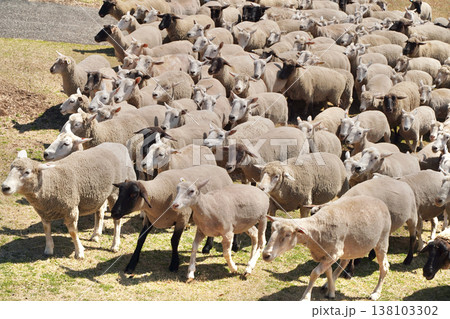 牧場で大移動する沢山の羊と牧羊犬 138103302