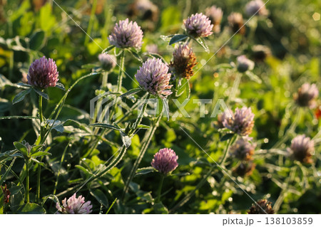 Late Summer Red Clover Covered In Morning Dew 138103859