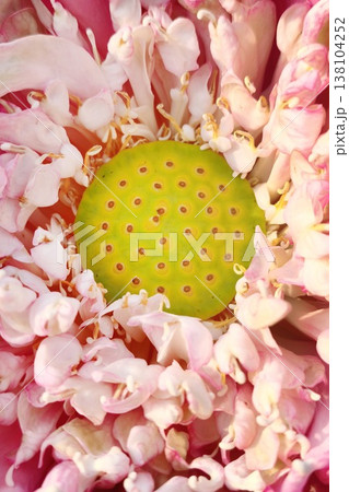 Close up pink color fresh lotus blossom  138104252