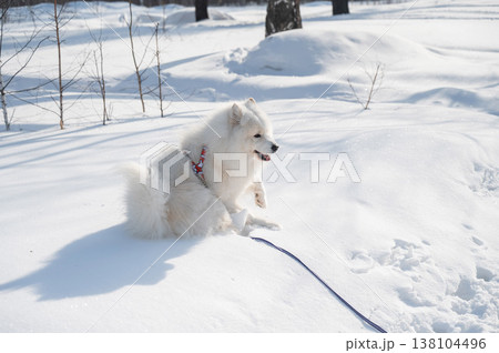 Fluffy samoyed dog sitting in sunny winter snow. Fluffy samoyed dog sitting in sunny winter snow. 138104496