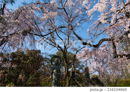 中院の満開の枝垂れ桜　埼玉県川越市 138104669