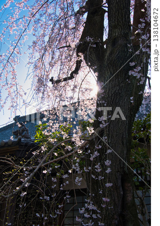 中院の満開の枝垂れ桜 埼玉県川越市 中院の満開の枝垂れ桜 埼玉県川越市 138104672