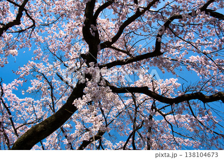 中院の満開の枝垂れ桜　埼玉県川越市 138104673