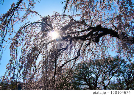 中院の満開の枝垂れ桜 埼玉県川越市 中院の満開の枝垂れ桜 埼玉県川越市 138104674