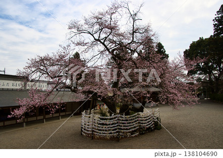 高麗神社 満開の彼岸桜 埼玉県日高市 高麗神社 満開の彼岸桜 埼玉県日高市 138104690