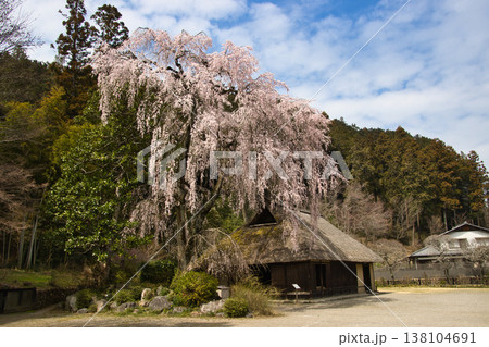高麗神社 高麗家住宅と満開の枝垂れ桜 埼玉県日高市 高麗神社 高麗家住宅と満開の枝垂れ桜 埼玉県日高市 138104691