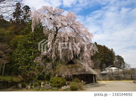 高麗神社 高麗家住宅と満開の枝垂れ桜 埼玉県日高市 高麗神社 高麗家住宅と満開の枝垂れ桜 埼玉県日高市 138104692