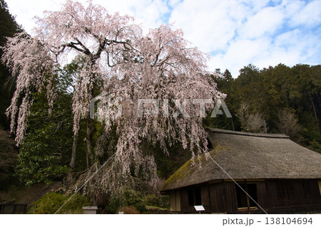 高麗神社　高麗家住宅と満開の枝垂れ桜　埼玉県日高市 138104694
