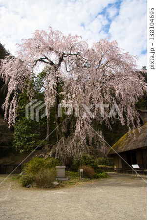 高麗神社 高麗家住宅と満開の枝垂れ桜 埼玉県日高市 高麗神社 高麗家住宅と満開の枝垂れ桜 埼玉県日高市 138104695